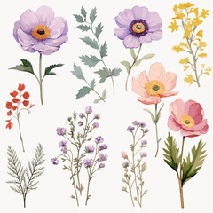 Set of wild field flowers clipart, isolated on white background.