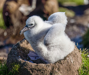 Albatross Chick On Nest - 3500