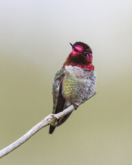 Anna's Hummingbird - 5526