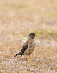 Austral Thrush - 4345
