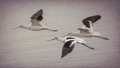 American Avocets - 1274 - S