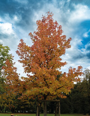 Les arbres en pleines couleurs vives en automne