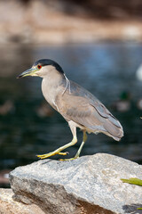 Black-Crowned Night Heron - 3035