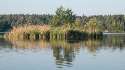 Sunny river with mirror reflection of reeds and trees on water surface, scenic wild nature