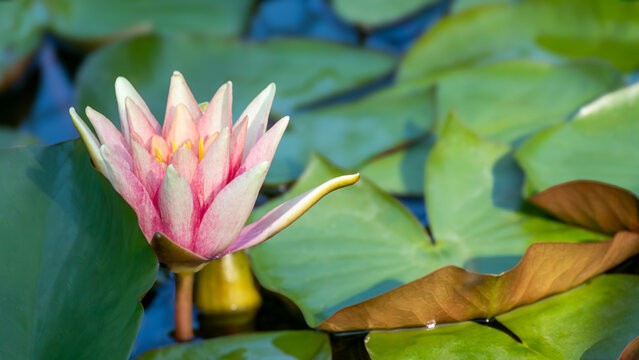 Pink tender water lilly flower blooming close-up. Lotus with green leaves on pond with blurred background