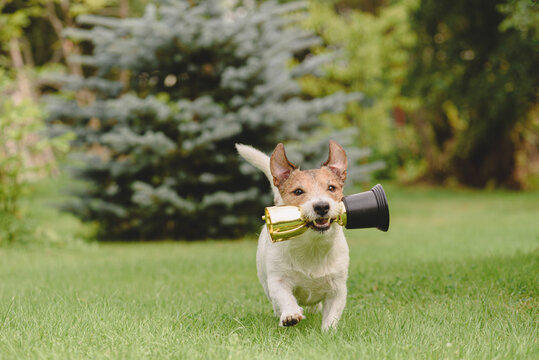 Winner dog holding prize cup trophy
