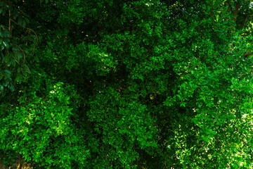Green leaves from green plants with texture,foliage nature green background