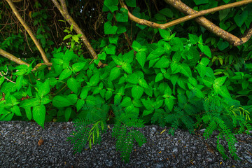 Asphalt black grey road and Green leaves with texture,foliage nature green background