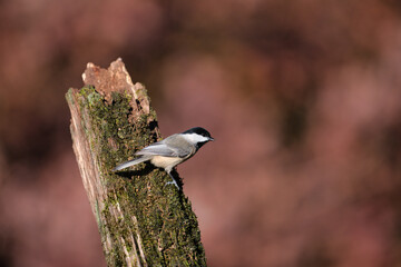 Carolina Chickadee on a stump.