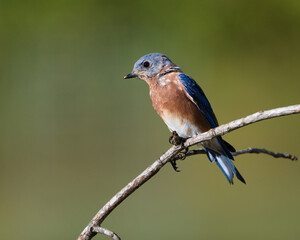 Male Eastern Bluebird perched on a branch.