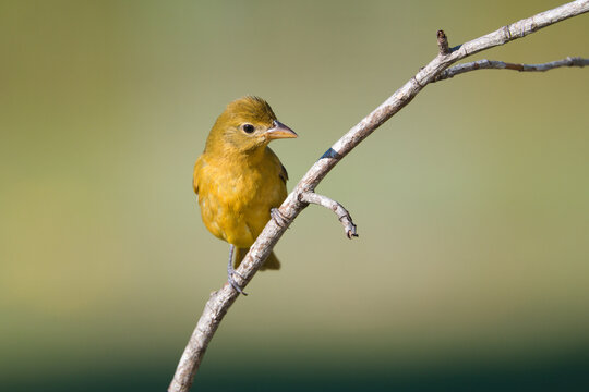 Female Summer Tanager perched on a branch.