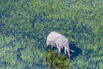 Aerial telephoto shot of an African Elephant wading through the shallow waters of the Okavango...