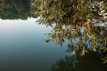 Green tree branch with leaves in warm morning light with reflection on mirror river water surface. Nature greenery close-up
