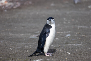 Chinstrap Penguin - 8340