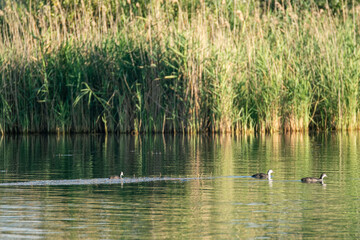 Naklejka na ściany i meble Eurasian coot, black common coot bird swimming on green lake water in sunny reeds grass. Wildlife birdwatching