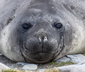  Elephant Seal - 1266