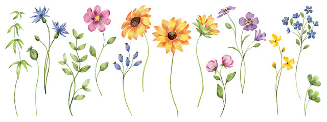 Sunflowers, wild flowers, floral design, digital art illustration. Hand drawn.