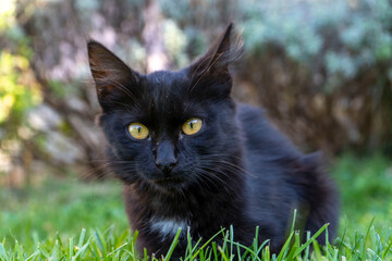 Naklejka na ściany i meble Feya the cat photographed in the grass