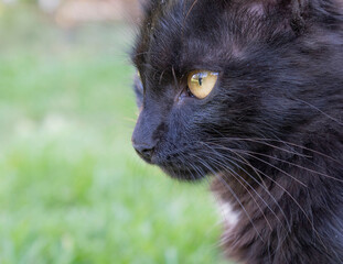 Close-up profile picture of a black cat