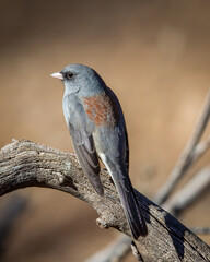 Dark-Eyed Junco - 2562