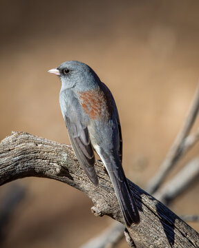 Dark-Eyed Junco - 2562