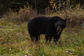 Brown bear eating in the grass