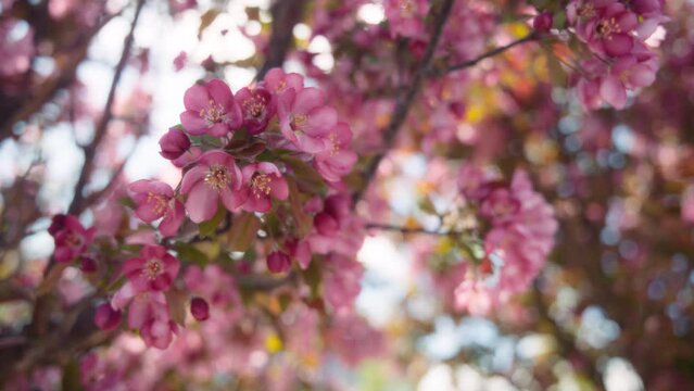 Pink flowers of Japanese cherry tree blooming in spring. Slow motion. 