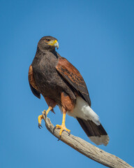 Harris's Hawk - 2379