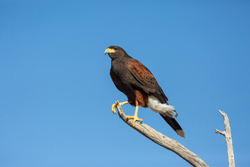 Harris's Hawk - 2395