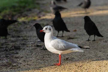 Portrait of an adult black-headed gull (Larus ridibundus) in winter plumage with a group of black jackdaws (Сorvus monedula) in the background