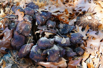 Black mushrooms in the forest are uncultivated fungus in autumn growing on the ground.