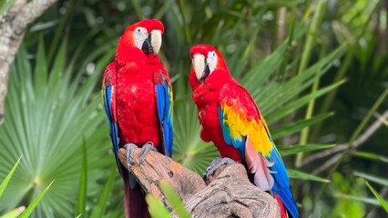 PAREJA DE GUACAMAYAS EN XEL-HA, QUINTANA ROO