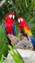 PAREJA DE GUACAMAYAS EN XEL-HA, QUINTANA ROO