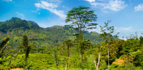 Scenic tea plantations in the hills. Sri Lanka Wide photo.