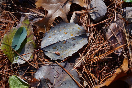 Discolored leaves on forest ground from the late autumn fall season.
