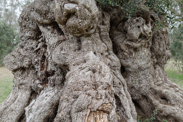 Trunk of an ancient olive tree, estimated age of 3000 years, Puglia, Salento, Italy