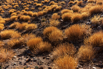 Yellow dry grass on black volcanic rock in Teide National Park. Tenerife, Spain. Canary Islands