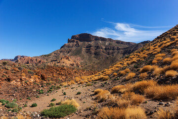 Fototapeta na wymiar Yellow dry grass on black volcanic rock in Teide National Park. Tenerife, Spain. Canary Islands