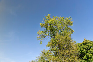 linden tree in the autumn season with foliage changing color