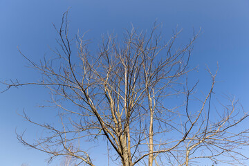 deciduous trees in the forest in the spring season