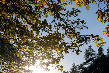 Oak tree in autumn leaf fall in sunny weather