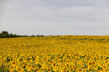 Obraz premium field with sunflowers during flowering and pollination by insect bees