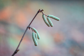 Catkins on small branch. Colored autumn, spring nature detail background