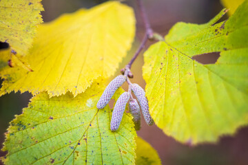 Catkins between colorful autumn leafs. Nature detail background