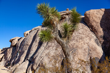 Fototapeta na wymiar Yucca Tree (Yucca brevifolia) in the Mountains, California