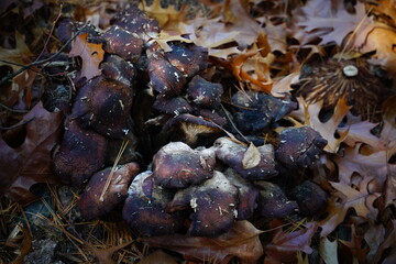 Black mushrooms in the forest are uncultivated fungus in autumn growing on the ground.