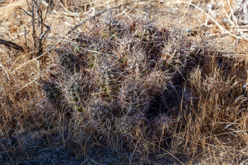 Echinocereus engelmani.  Group of cacti among stones, Mojave Desert, Joshua Tree National Park, California