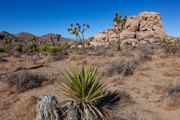 Branches Joshua Tree Yucca Brevifolia Mojave Desert Joshua Tree National Park