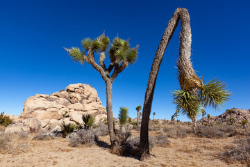 Branches Joshua Tree Yucca Brevifolia Mojave Desert Joshua Tree National Park California