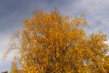 birch tree foliage during autumn leaf fall